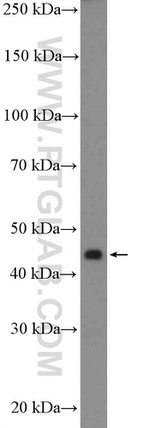 TTC5 Antibody in Western Blot (WB)