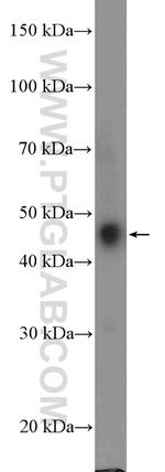 TTC5 Antibody in Western Blot (WB)