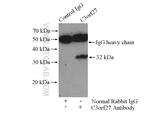 C3orf27 Antibody in Immunoprecipitation (IP)