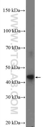 DMRTB1 Antibody in Western Blot (WB)
