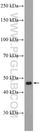 LSM11 Antibody in Western Blot (WB)