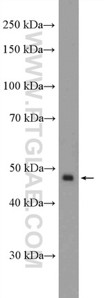 LSM11 Antibody in Western Blot (WB)