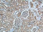 GHDC Antibody in Immunohistochemistry (Paraffin) (IHC (P))