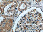 GHDC Antibody in Immunohistochemistry (Paraffin) (IHC (P))