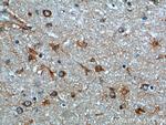 GHDC Antibody in Immunohistochemistry (Paraffin) (IHC (P))
