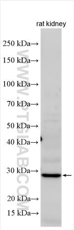 ECHDC2 Antibody in Western Blot (WB)