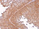 SERBP1/PAI-RBP1 Antibody in Immunohistochemistry (Paraffin) (IHC (P))