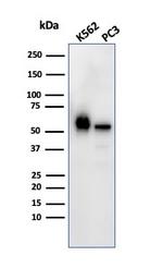 SERBP1/PAI-RBP1 Antibody in Western Blot (WB)