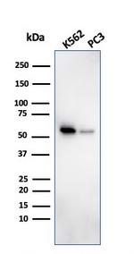 SERBP1/PAI-RBP1 Antibody in Western Blot (WB)