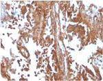 SERBP1/PAI-RBP1 Monoclonal Antibody (SERBP1/3497)