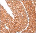 SERBP1/PAI-RBP1 Monoclonal Antibody (SERBP1/3509)