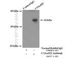 C13orf33 Antibody in Immunoprecipitation (IP)