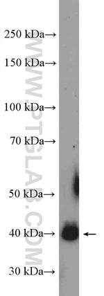 C13orf33 Antibody in Western Blot (WB)