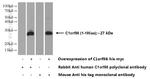 C1orf86 Antibody in Western Blot (WB)