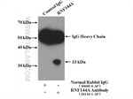 RNF144A Antibody in Immunoprecipitation (IP)