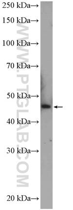 C2orf60 Antibody in Western Blot (WB)