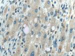 NBCe2 Antibody in Immunohistochemistry (Paraffin) (IHC (P))