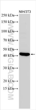 TGF beta 1 Antibody in Western Blot (WB)