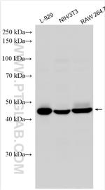 TGF beta 1 Antibody in Western Blot (WB)