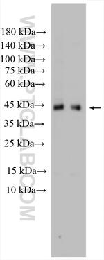 TGF beta 1 Antibody in Western Blot (WB)