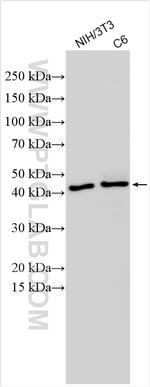 TGF beta 1 Antibody in Western Blot (WB)