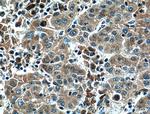 Il2 Antibody in Immunohistochemistry (Paraffin) (IHC (P))