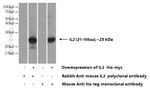 Il2 Antibody in Western Blot (WB)
