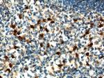 IL-17a Antibody in Immunohistochemistry (Paraffin) (IHC (P))