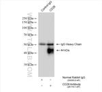 CD28 Antibody in Immunoprecipitation (IP)