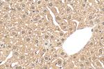 VWA5A Antibody in Immunohistochemistry (Paraffin) (IHC (P))