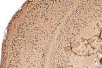 GDNF Antibody in Immunohistochemistry (Paraffin) (IHC (P))