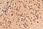 GDNF Antibody in Immunohistochemistry (Paraffin) (IHC (P))
