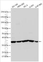 GDNF Antibody in Western Blot (WB)