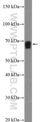 SLC13A3 Antibody in Western Blot (WB)