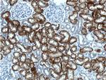 NaDC3 Antibody in Immunohistochemistry (Paraffin) (IHC (P))