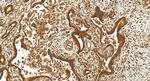 SAPS2 Antibody in Immunohistochemistry (Paraffin) (IHC (P))