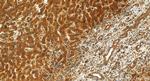 SAPS2 Antibody in Immunohistochemistry (Paraffin) (IHC (P))