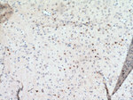 c-FOS Antibody in Immunohistochemistry (Paraffin) (IHC (P))