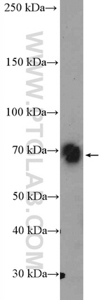 c-FOS Antibody in Western Blot (WB)