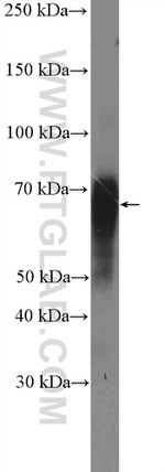 c-FOS Antibody in Western Blot (WB)