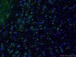 c-FOS Antibody in Immunohistochemistry (PFA fixed) (IHC (PFA))