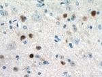 c-FOS Antibody in Immunohistochemistry (Paraffin) (IHC (P))