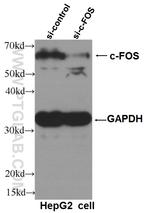 c-FOS Antibody in Western Blot (WB)
