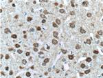 GLP1R Antibody in Immunohistochemistry (Paraffin) (IHC (P))