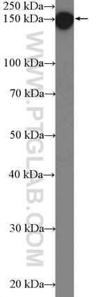 C11orf30 Antibody in Western Blot (WB)