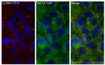 DRC1 Antibody in Immunocytochemistry (ICC/IF)