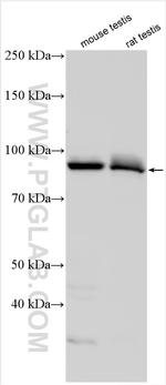 DRC1 Antibody in Western Blot (WB)