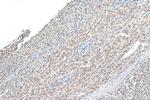 EDEM1 Antibody in Immunohistochemistry (Paraffin) (IHC (P))