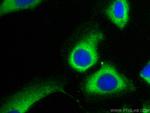 DNAJC25 Antibody in Immunocytochemistry (ICC/IF)