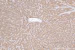 DNAJC25 Antibody in Immunohistochemistry (Paraffin) (IHC (P))